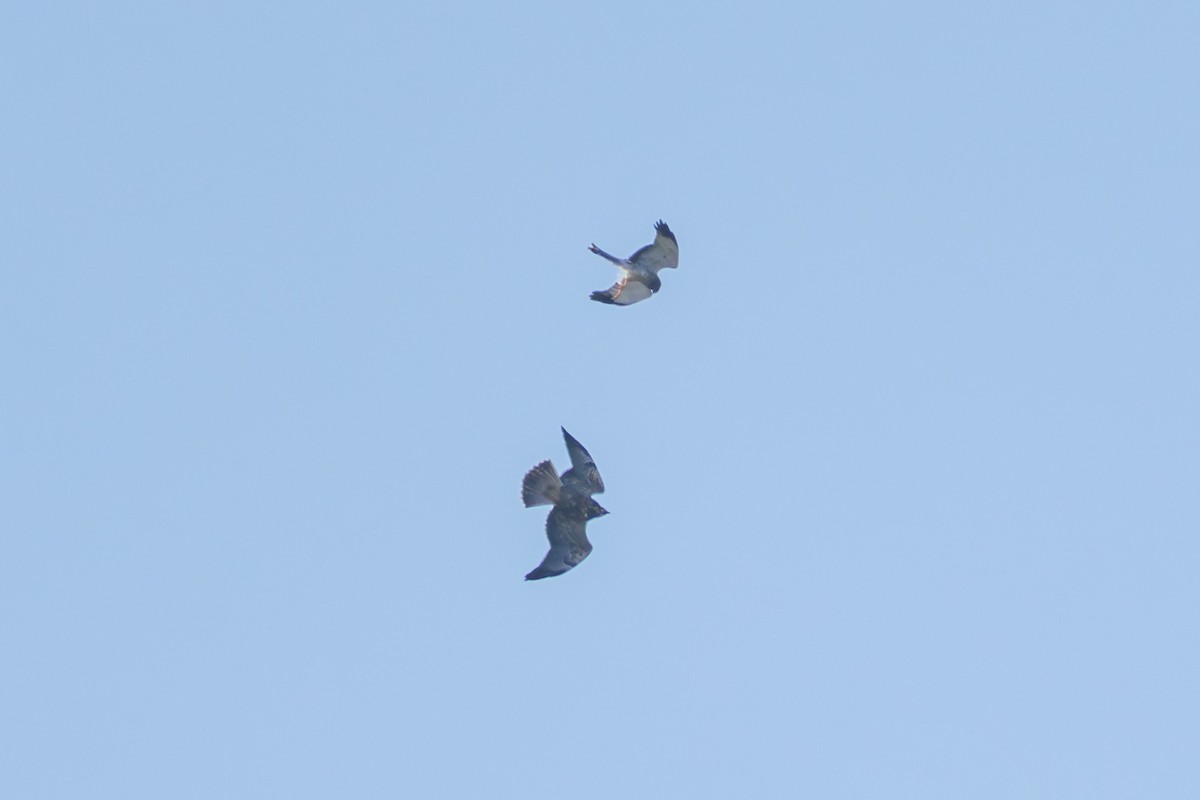Swainson's Hawk - ML644036593