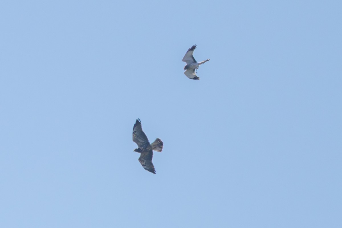 Swainson's Hawk - ML644036594