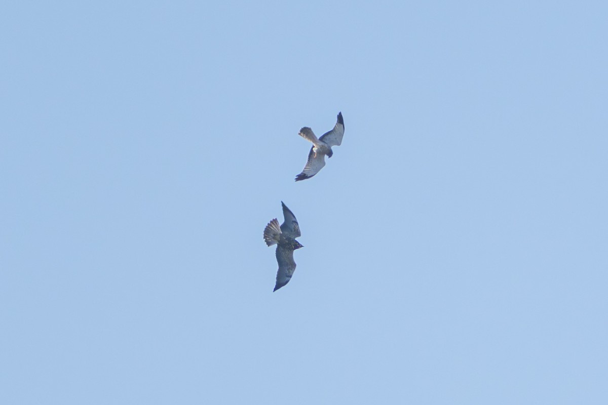 Swainson's Hawk - ML644036595