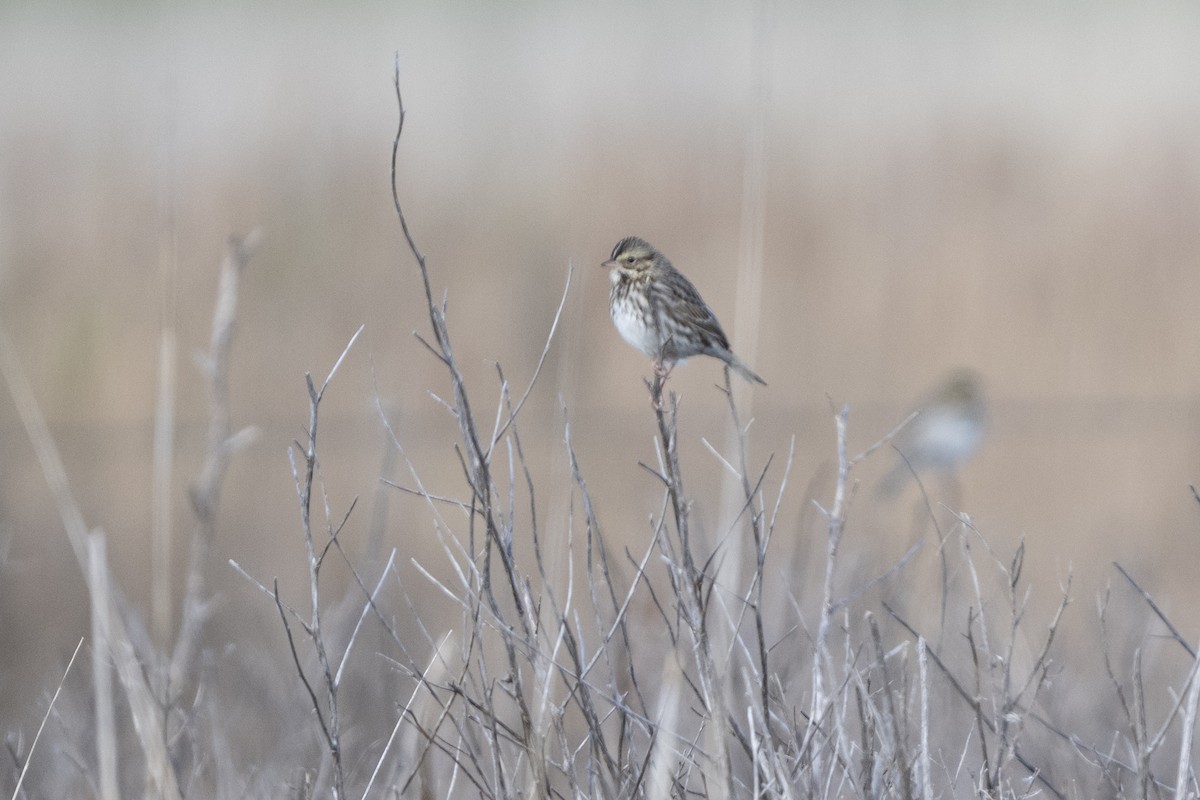Savannah Sparrow - ML644036597