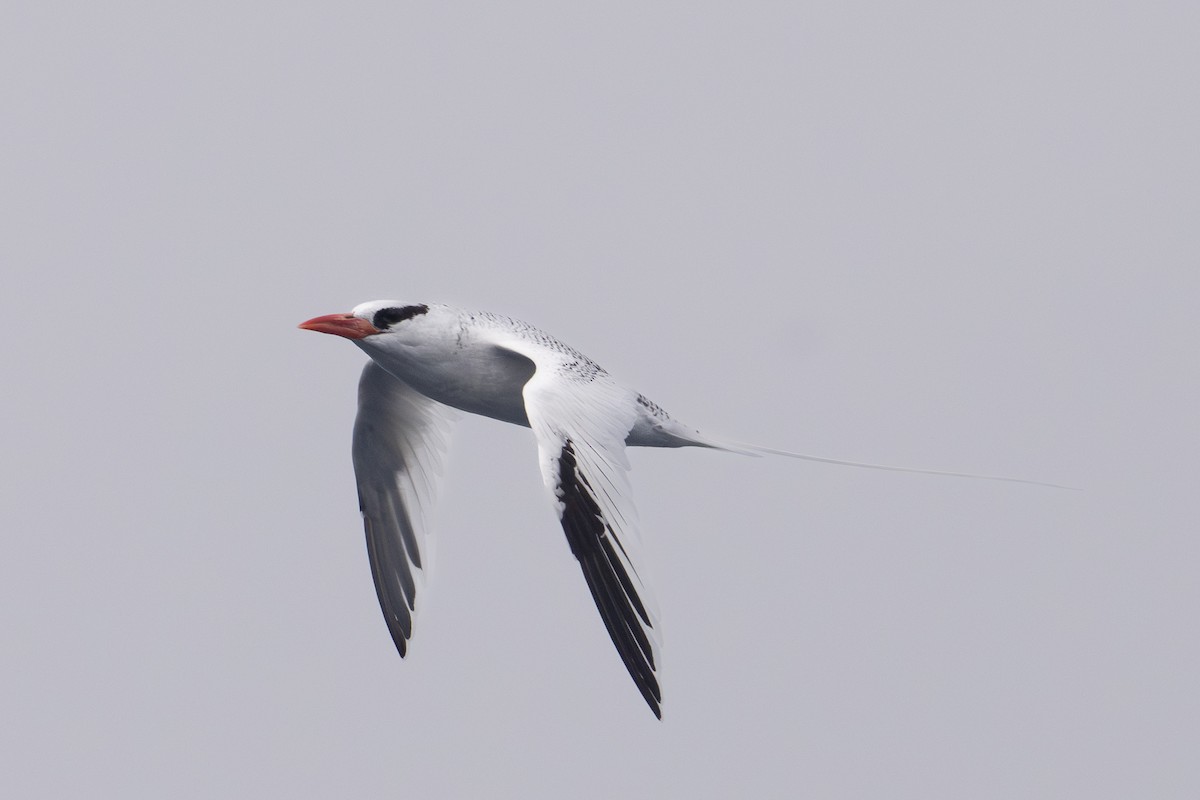 Kırmızı Gagalı Tropikkuşu - ML644036599