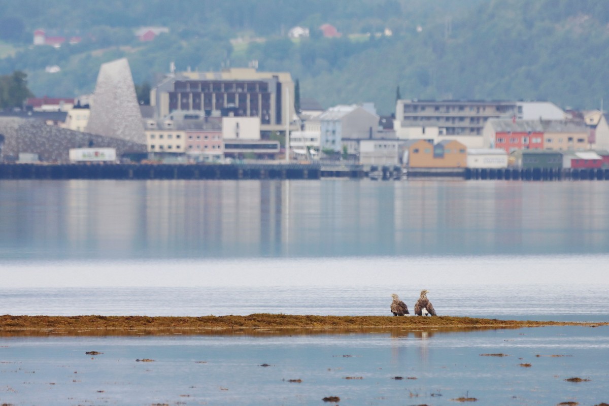 havørn - ML644036616