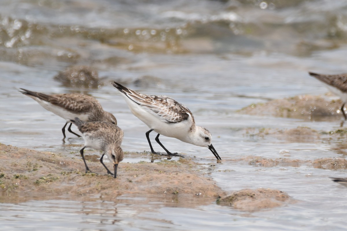 Sanderling - ML644036620