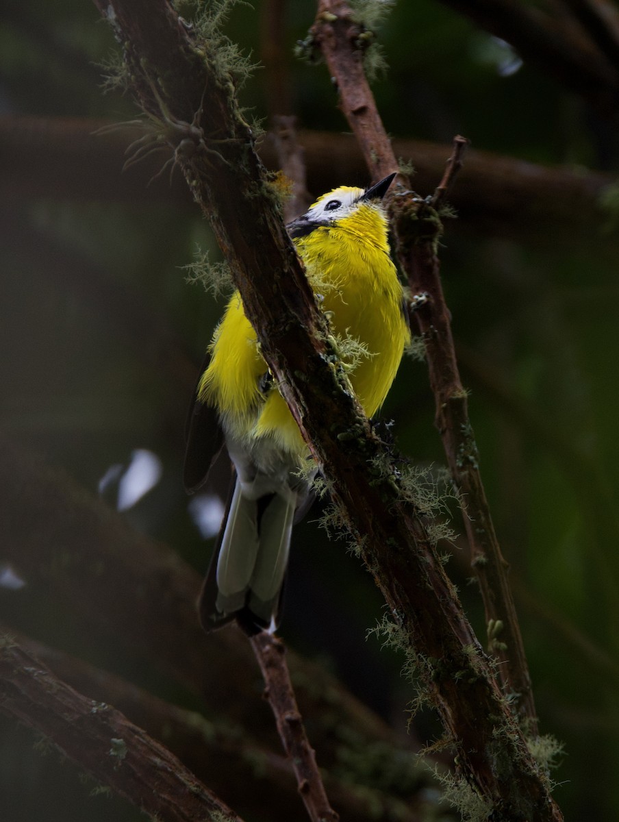 Golden-fronted Redstart - ML644036635