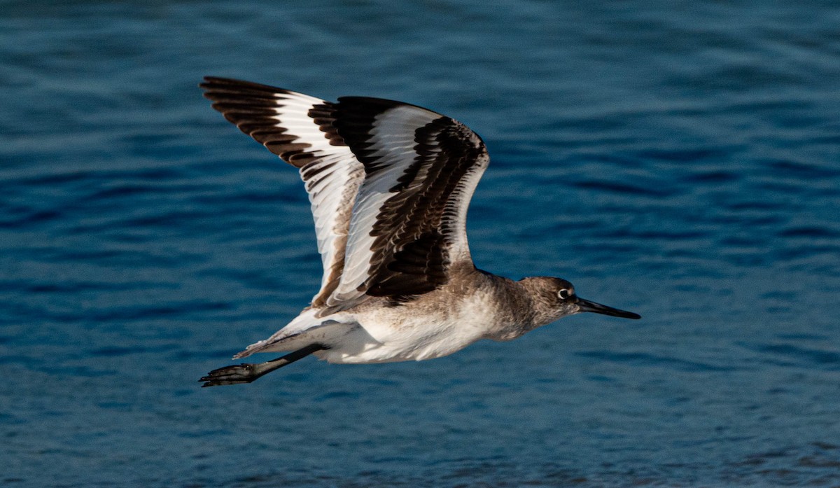 Willet - ML644036639