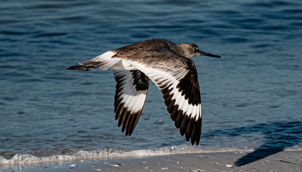 Willet - ML644036640