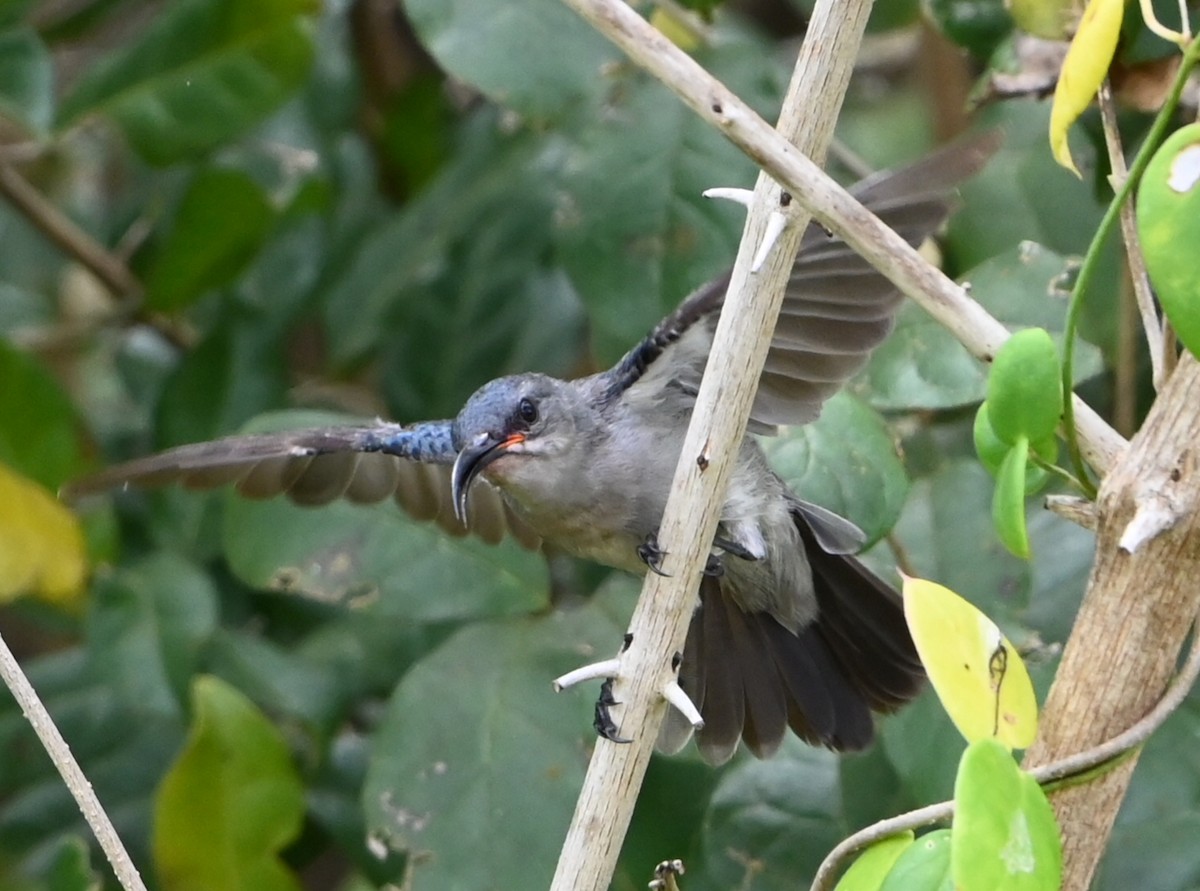 Suimanga Ratonil - ML644036649