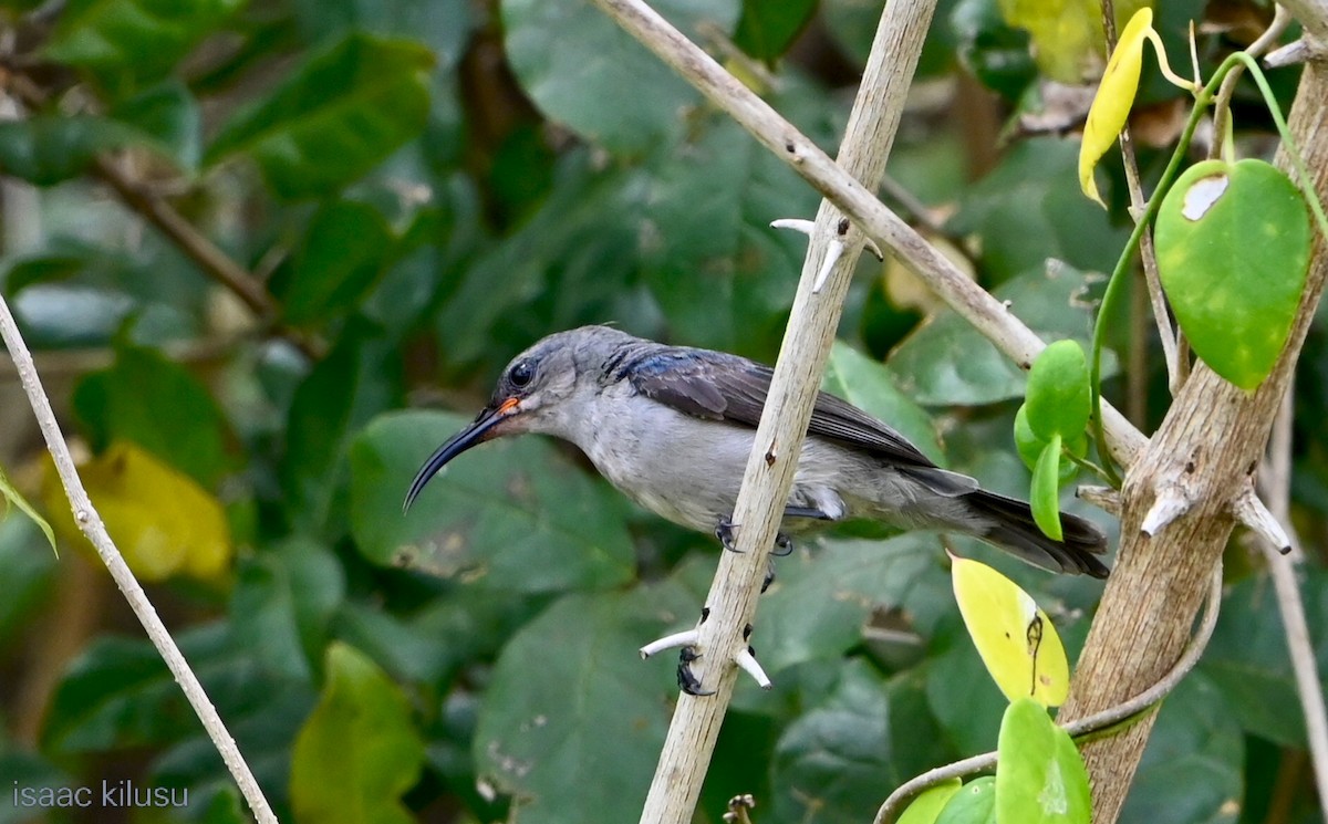 Suimanga Ratonil - ML644036650