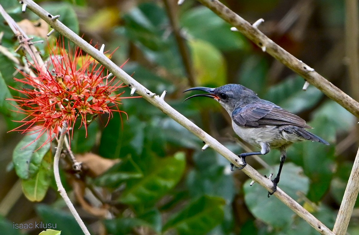 Suimanga Ratonil - ML644036651