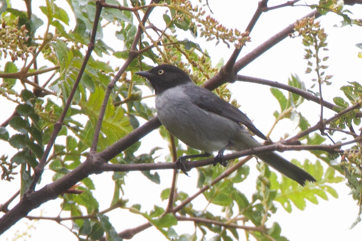 Black-headed Hemispingus - ML644036654