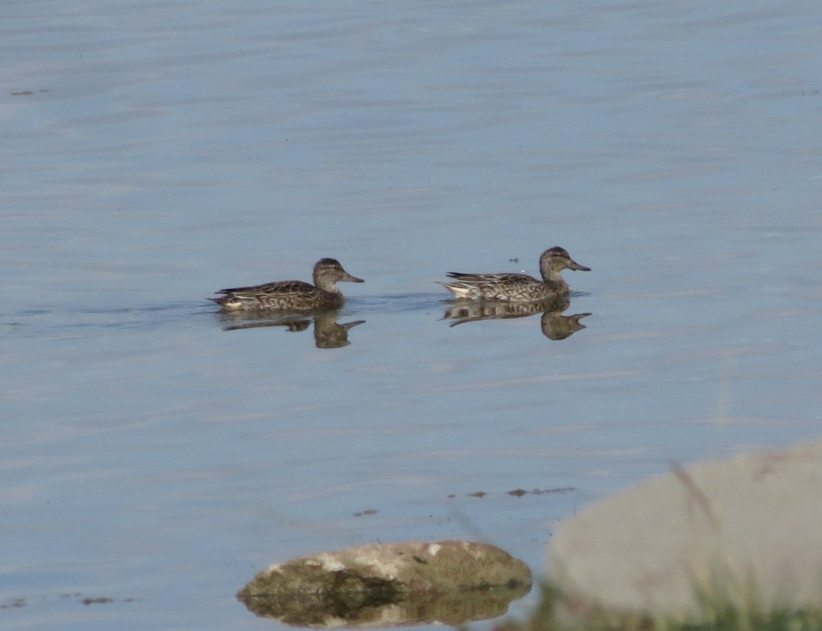 コガモ - ML644036655