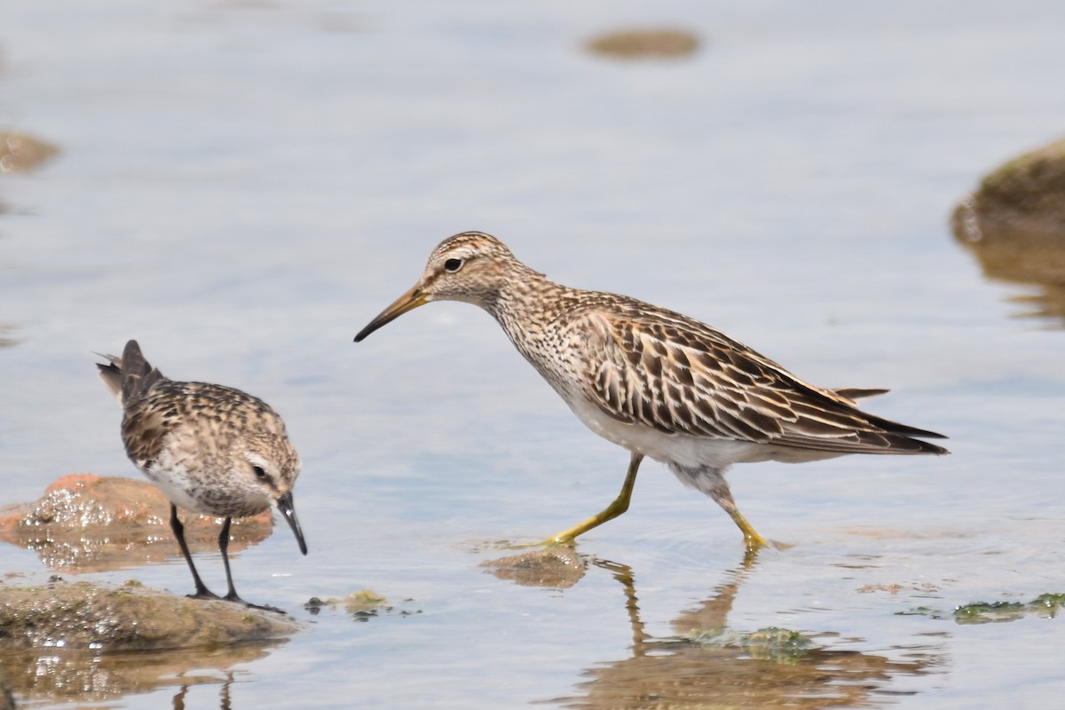 Pectoral Sandpiper - ML644036660