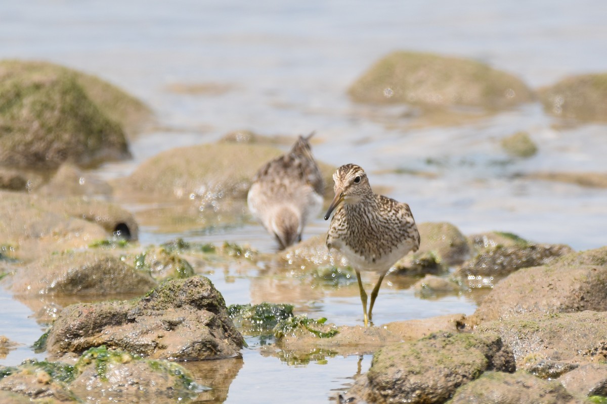 Pectoral Sandpiper - ML644036661
