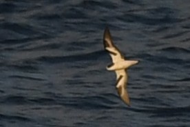 Bonin Petrel - ML644036681