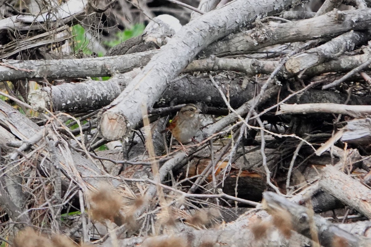 Swamp Sparrow - ML644036687
