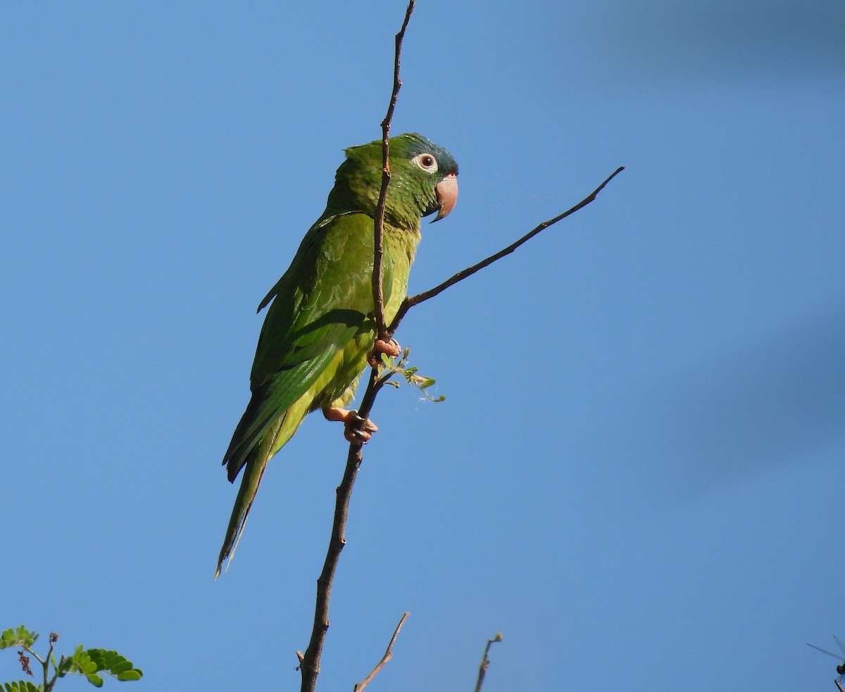 Blue-crowned Parakeet (Blue-headed) - ML644036692