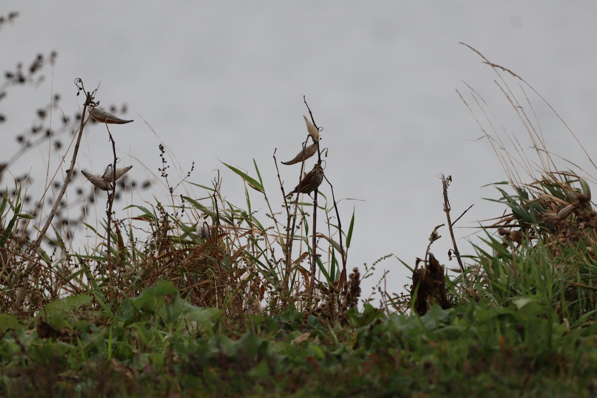 サバンナシトド - ML644036697