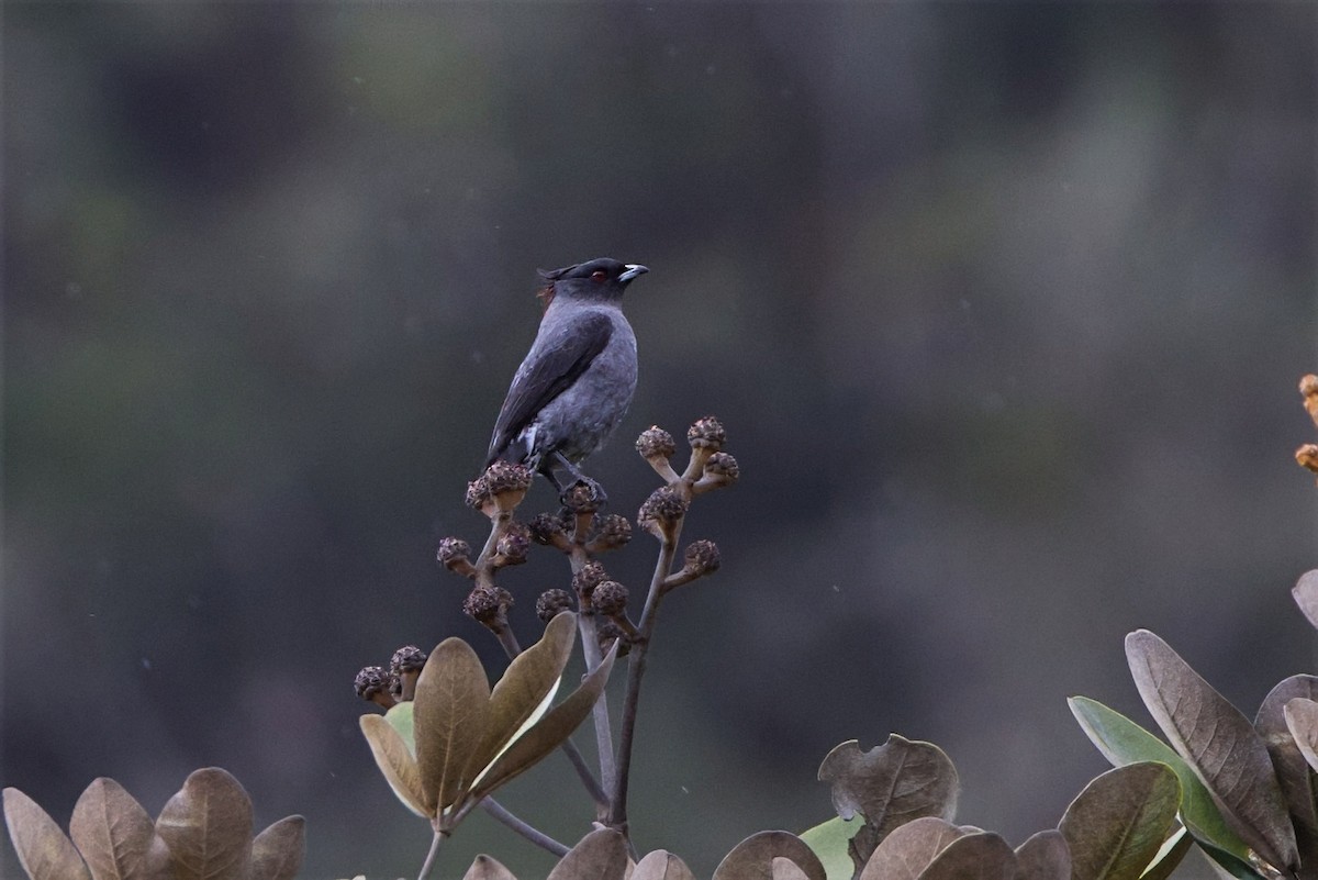Red-crested Cotinga - David Ascanio
