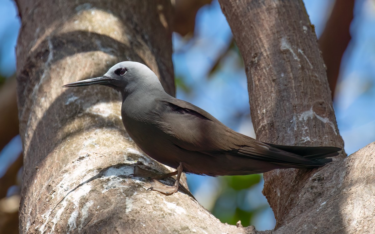 Lesser Noddy - ML644036704