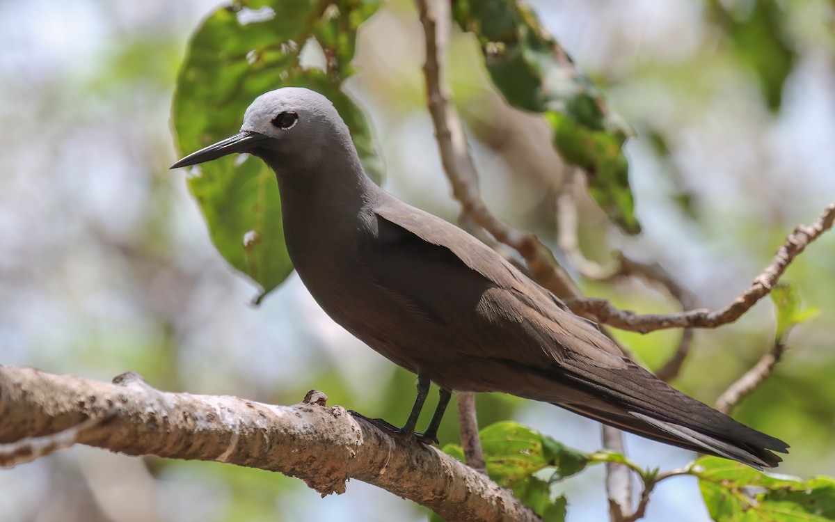 Lesser Noddy - ML644036706