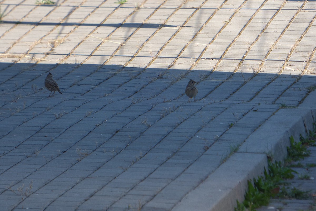 Tepeli Toygar [cristata grubu] - ML644036722