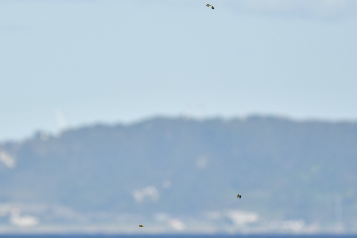Warbling White-eye - ML644036740