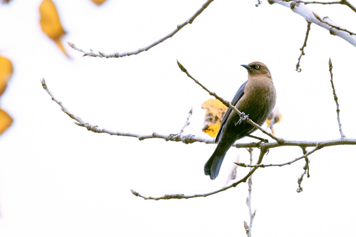 Rusty Blackbird - ML644036757