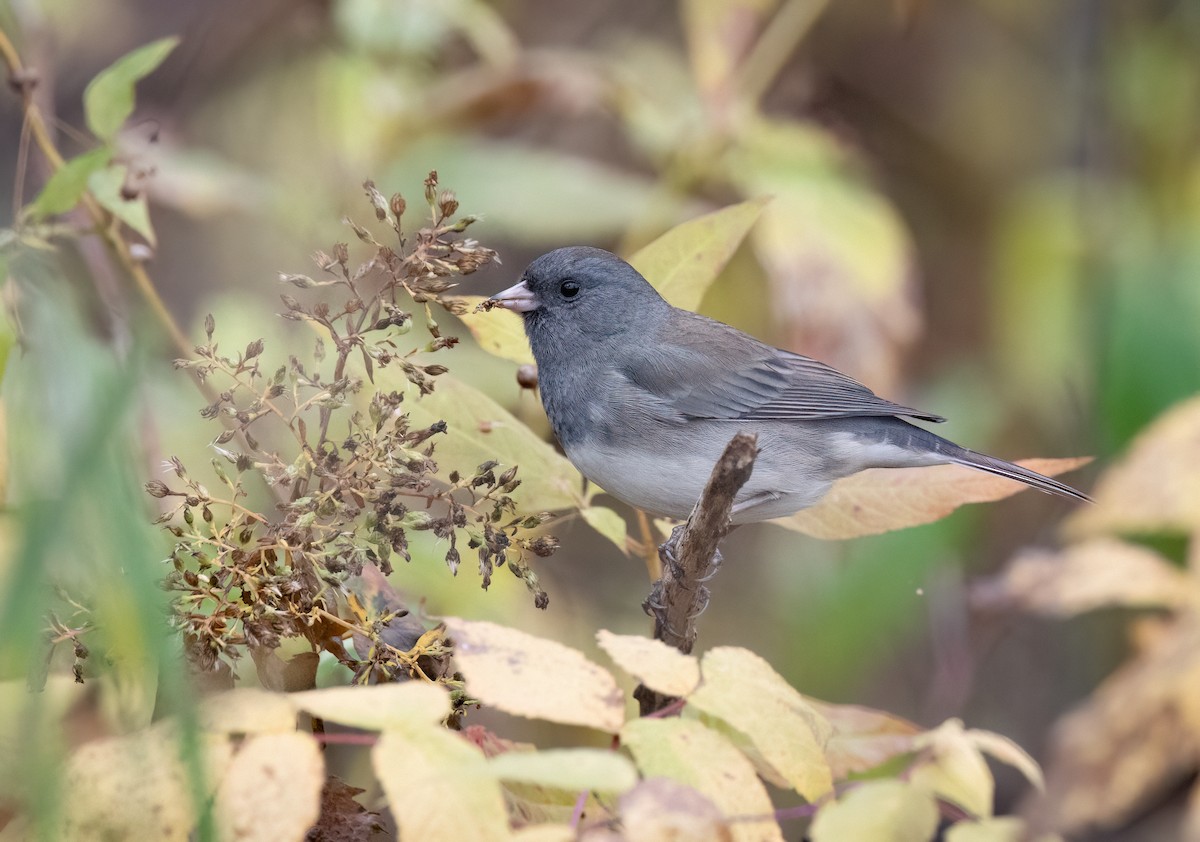 Dark-eyed Junco - ML644036767