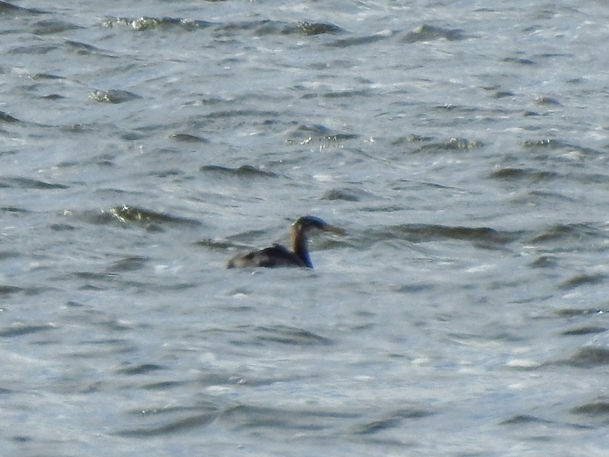 Red-necked Grebe - ML644036770