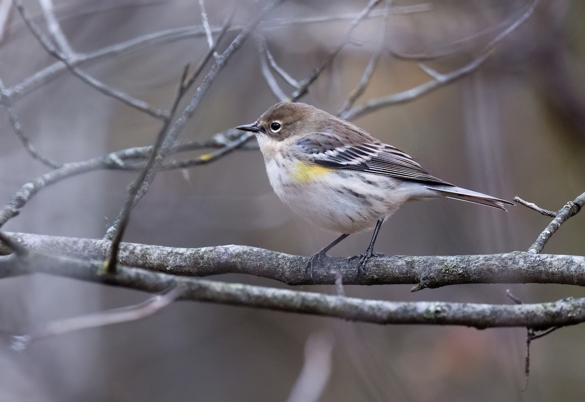 Yellow-rumped Warbler - ML644036775