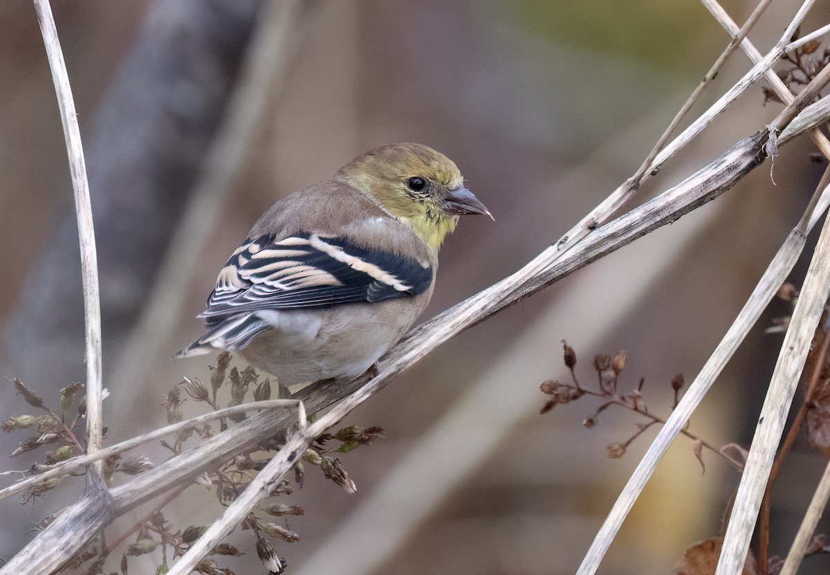 American Goldfinch - ML644036786