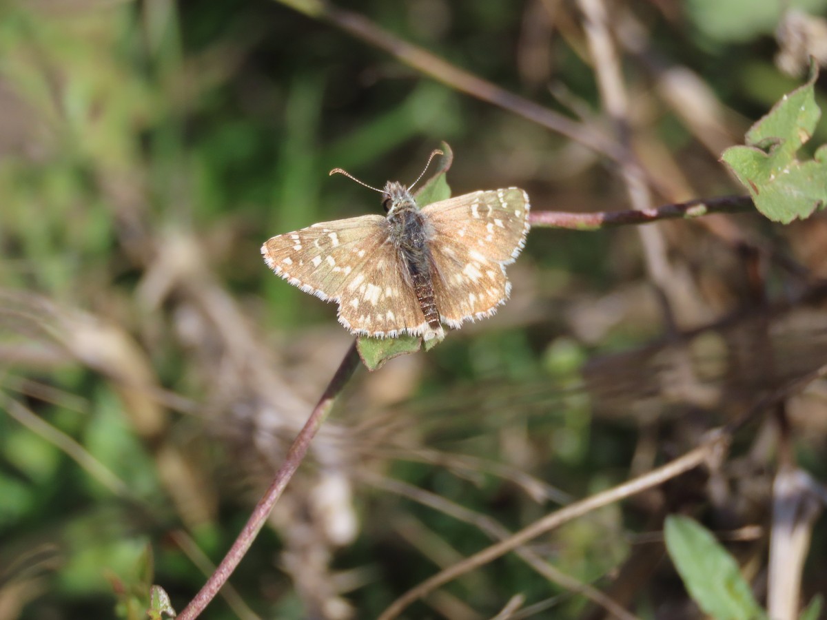 Grizzled Skippers - ML644036792