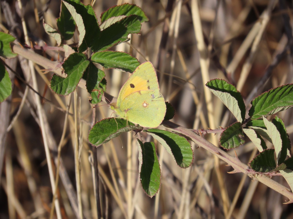 Clouded Yellow - ML644036793