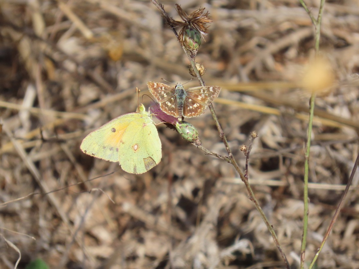 Sage Skipper - ML644036794