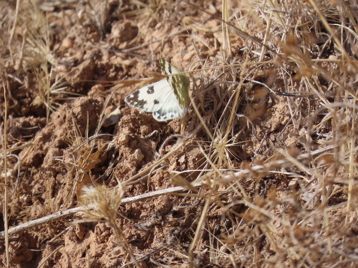 Bath White - ML644036795