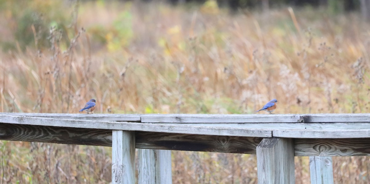 ルリツグミ - ML644036798