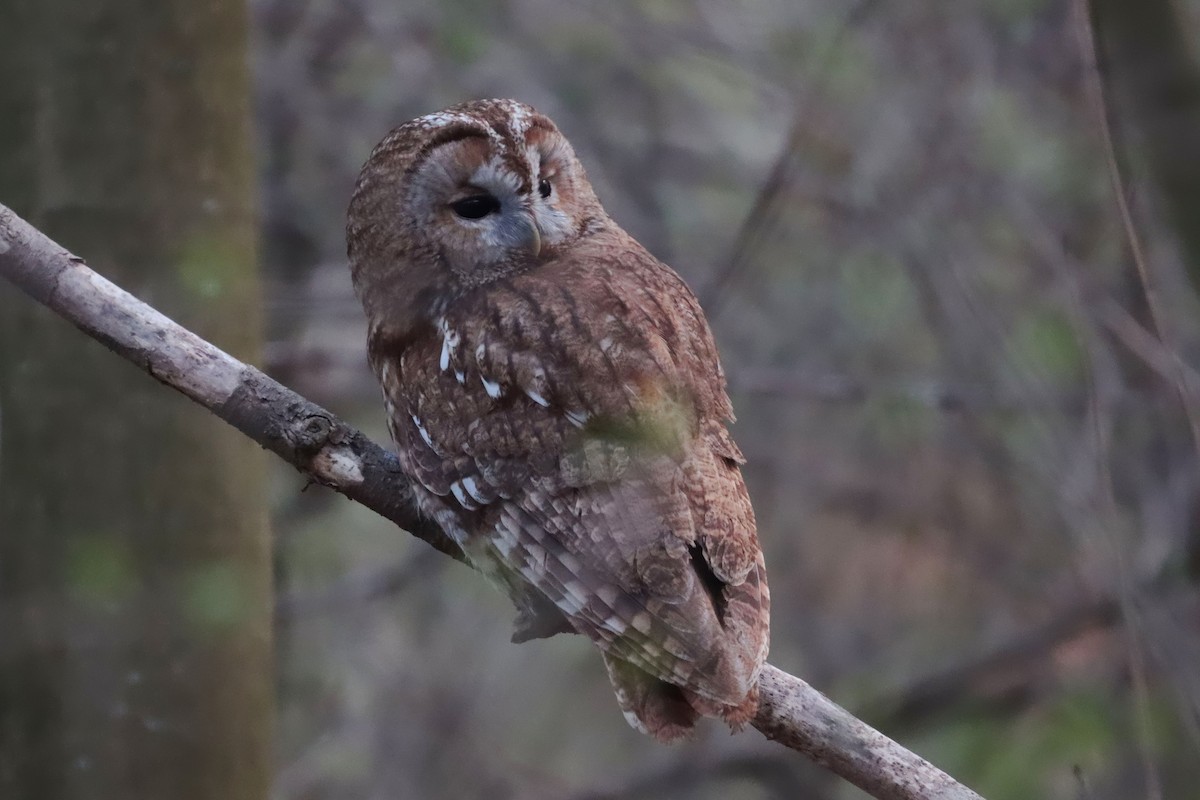 Urubi arrunta - ML644036811