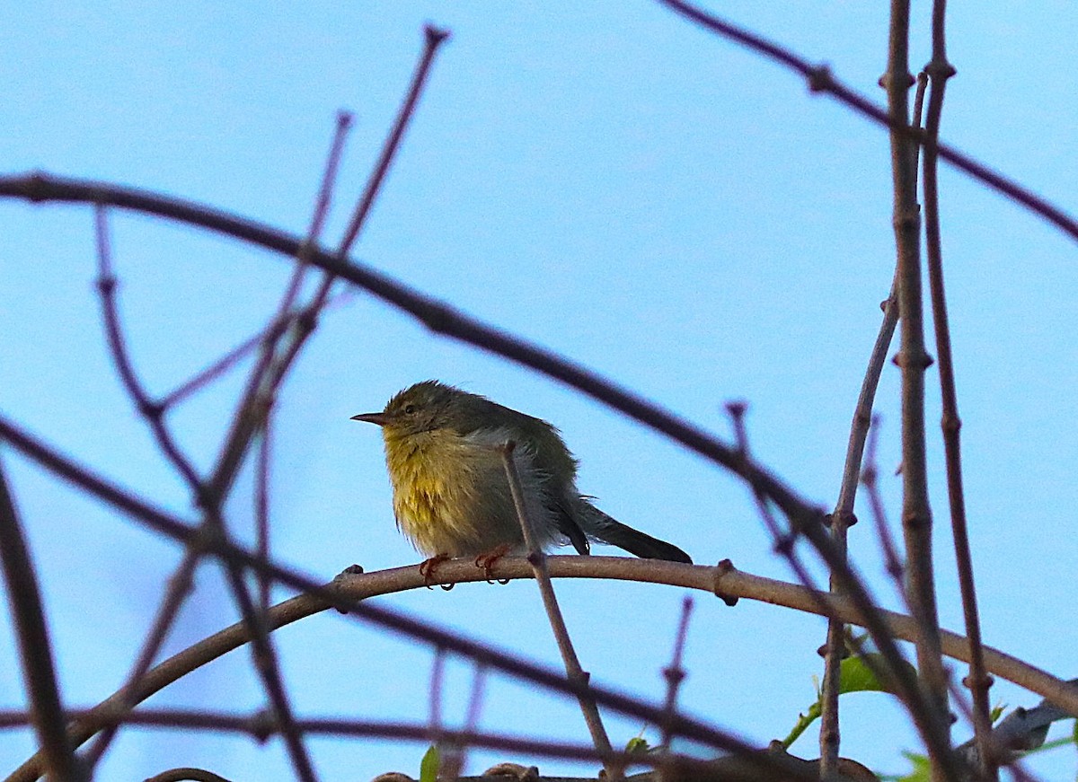 Ереса смугастогорла (підвид pallidior) - ML644036814