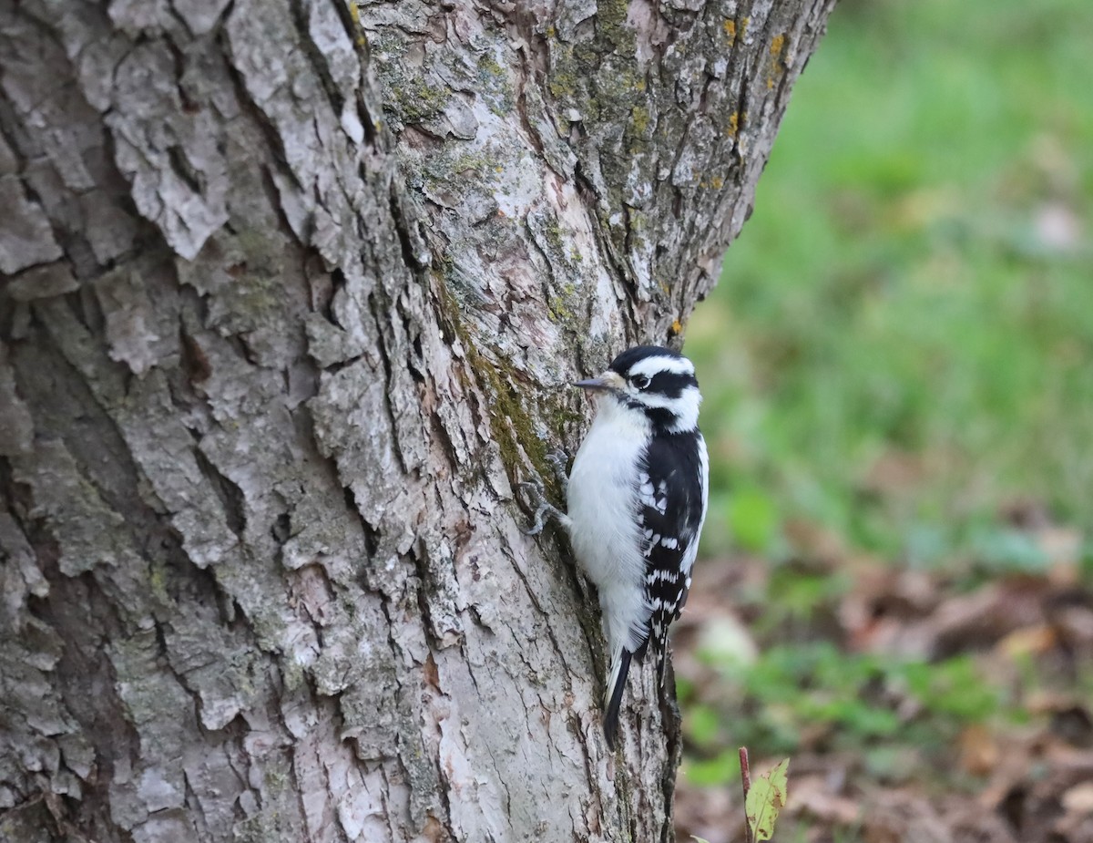 セジロコゲラ - ML644036822