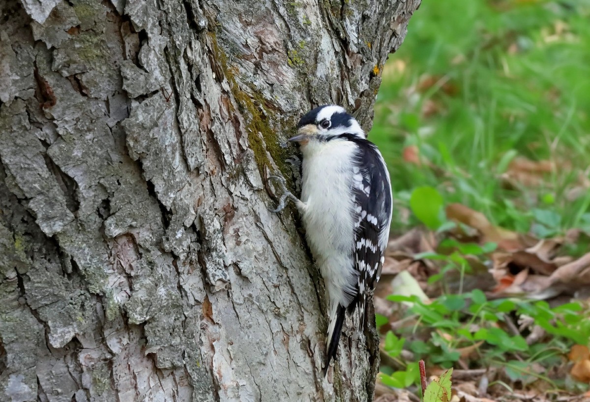 セジロコゲラ - ML644036823