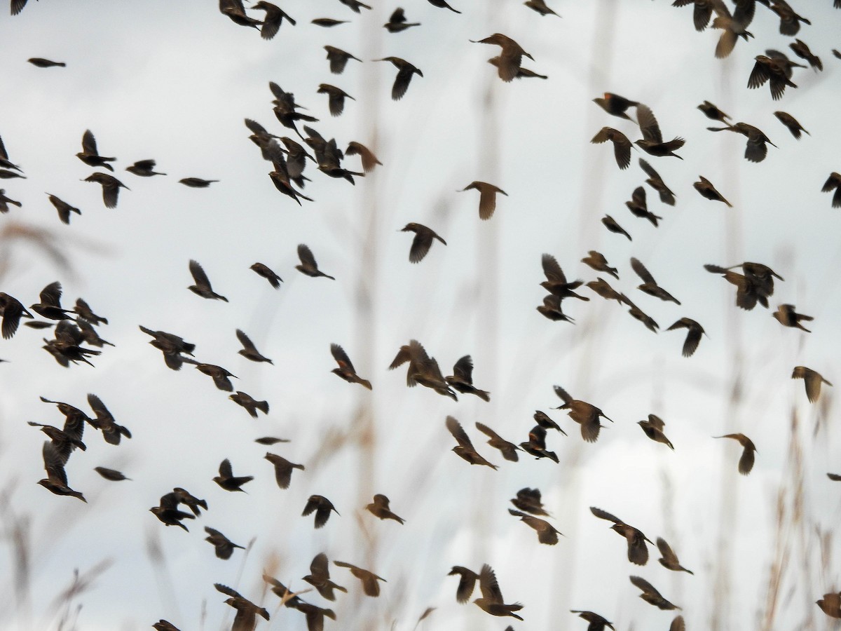 Red-winged Blackbird - ML644036835