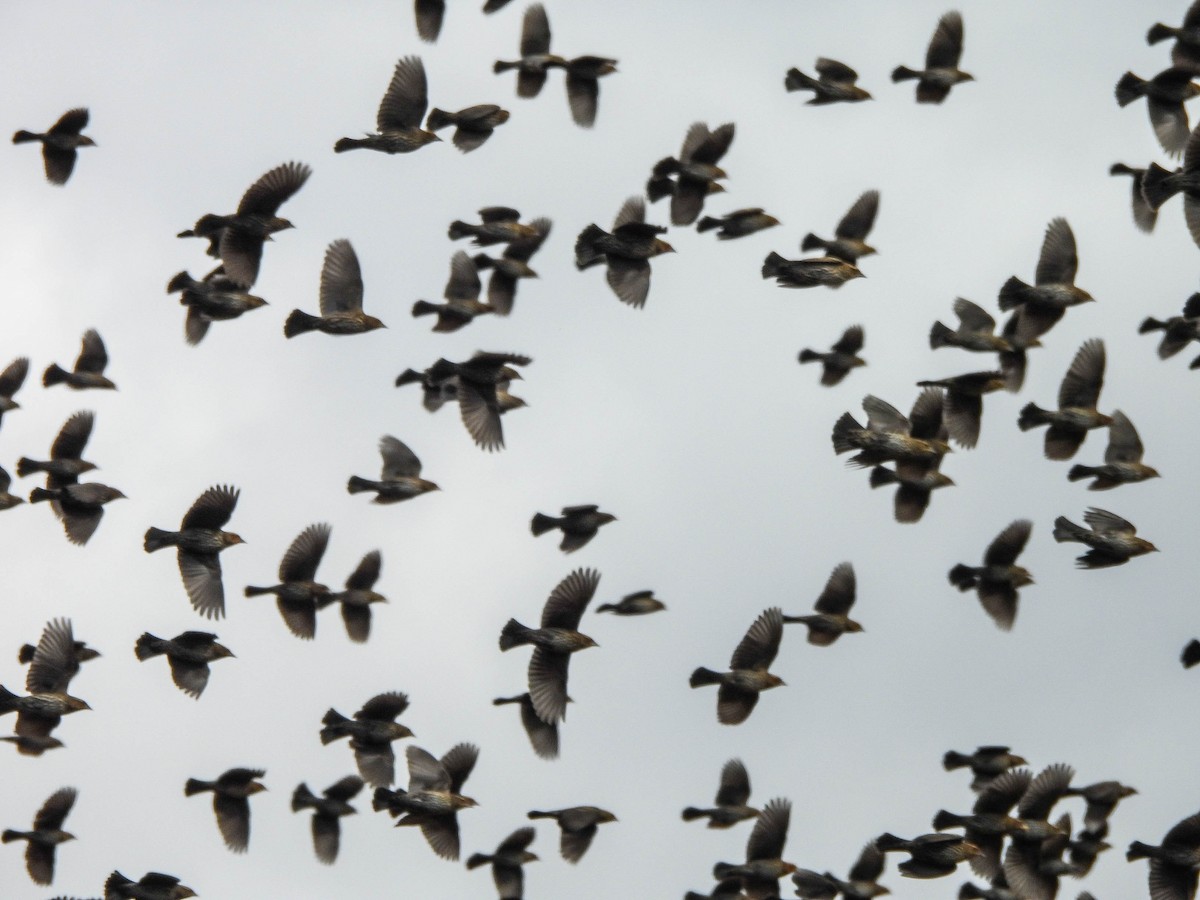 Red-winged Blackbird - ML644036836