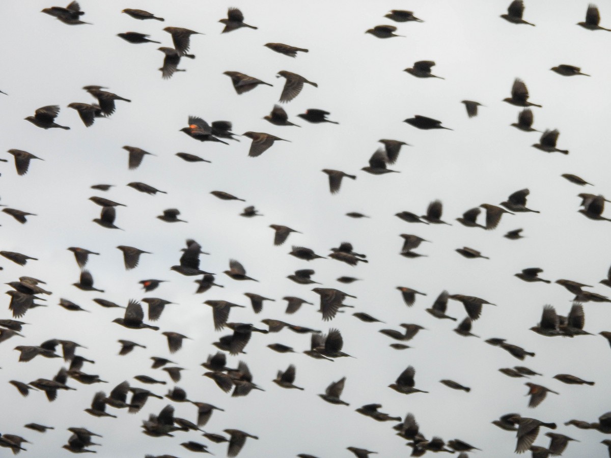 Red-winged Blackbird - ML644036837