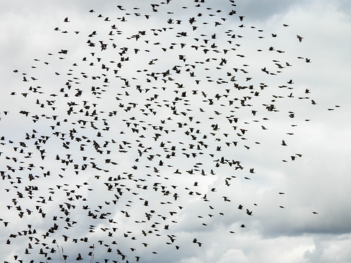 Red-winged Blackbird - ML644036838