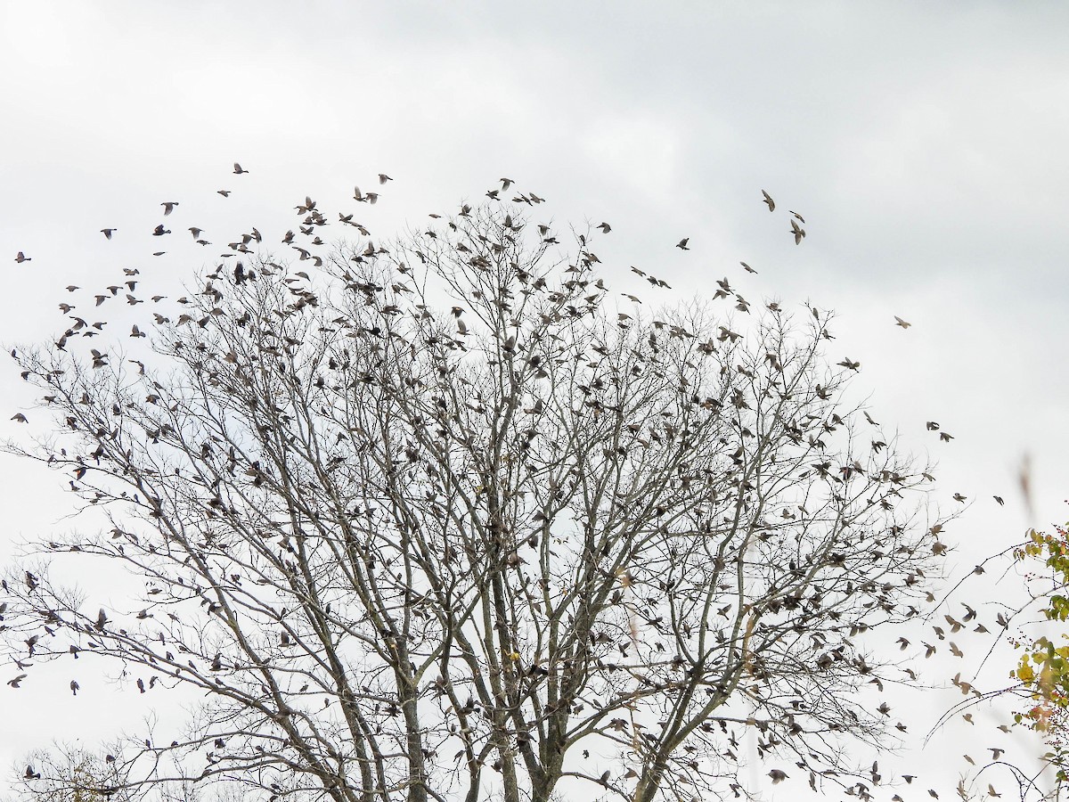 Red-winged Blackbird - ML644036839