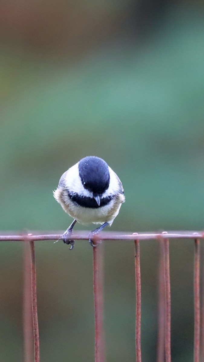 アメリカコガラ - ML644036853