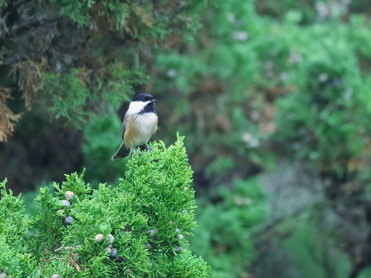 アメリカコガラ - ML644036854