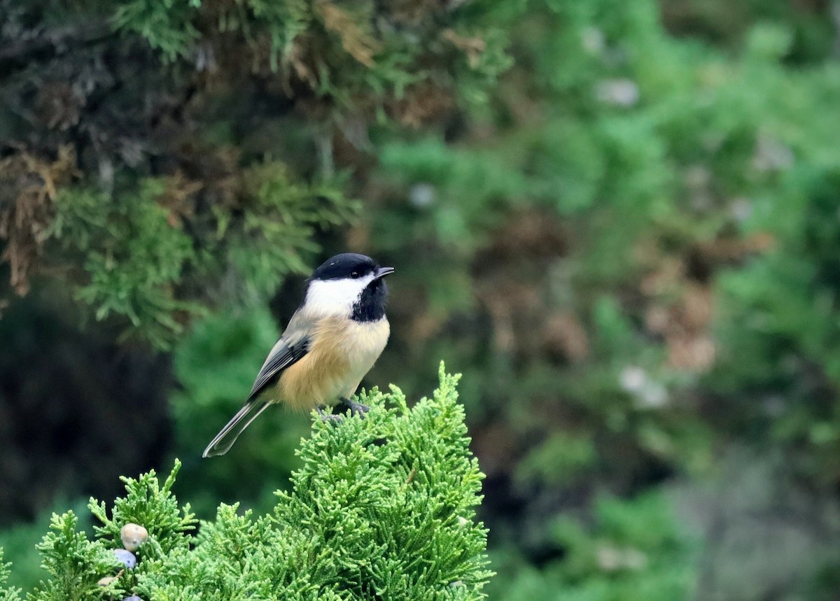 アメリカコガラ - ML644036855