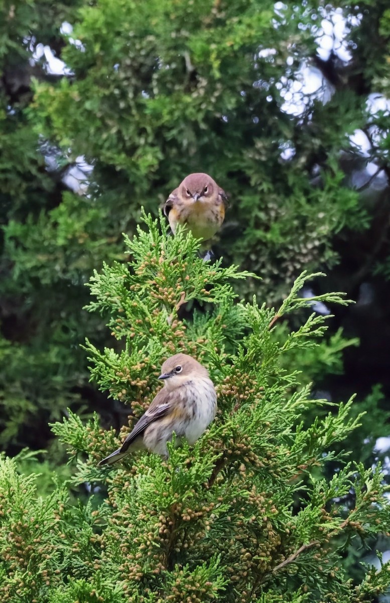 キヅタアメリカムシクイ - ML644036869