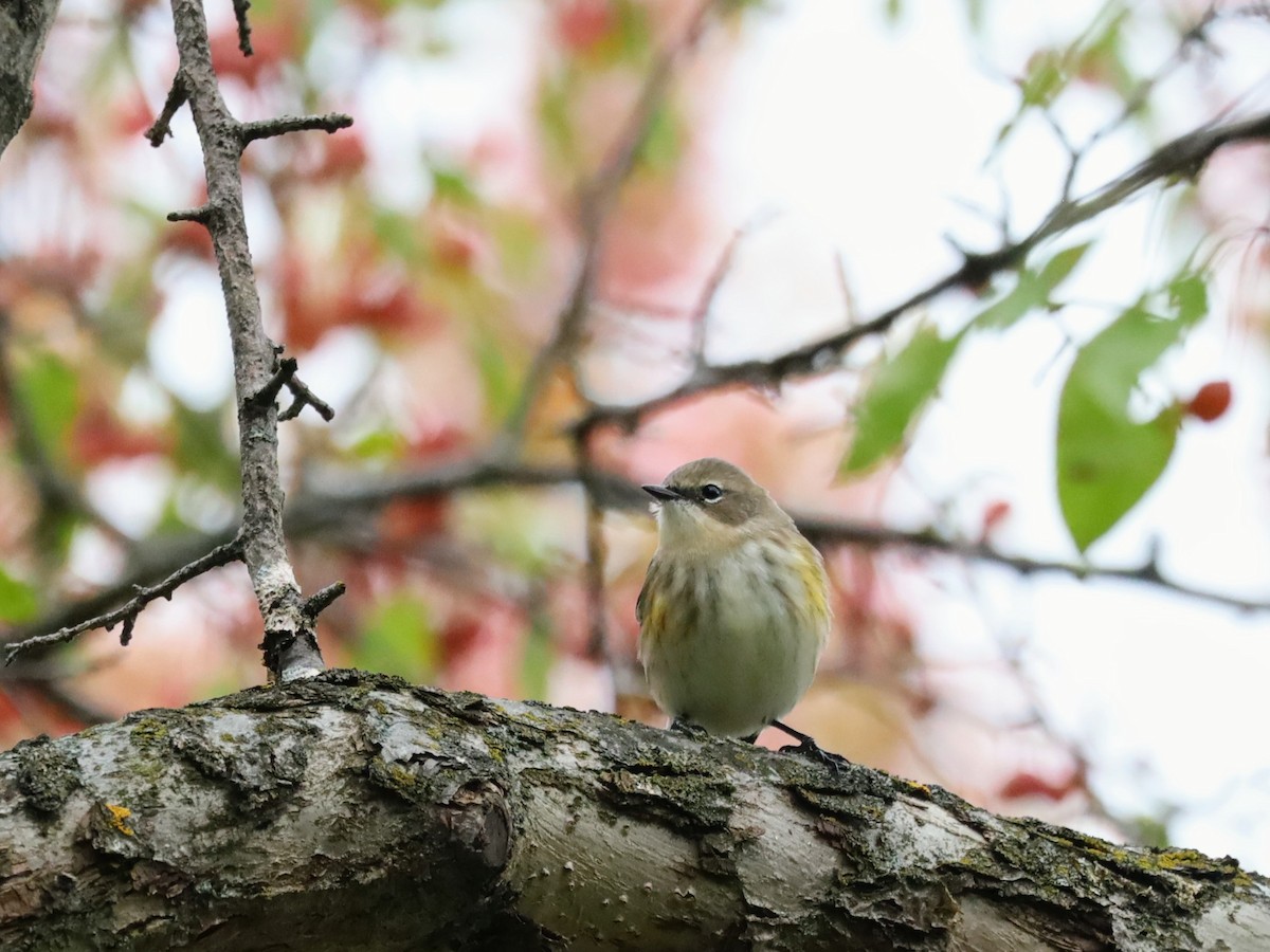 キヅタアメリカムシクイ - ML644036870